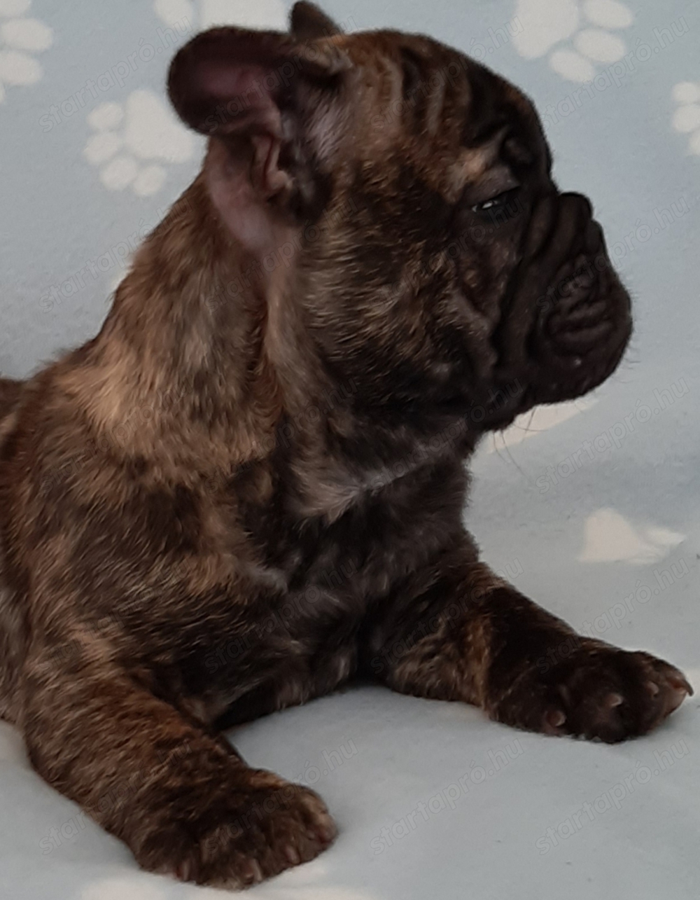 eladó francia bulldog brindle 