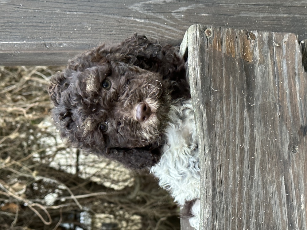 Lagotto romagnolo kislány