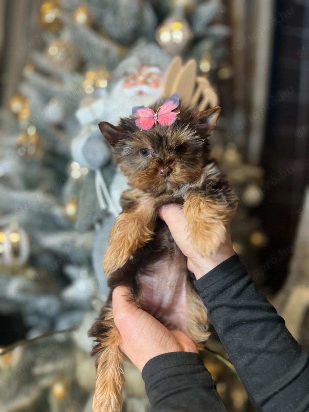 Yorkshire terrier 