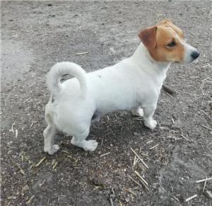 Jack Russel terrier kiskutyák - kép 4