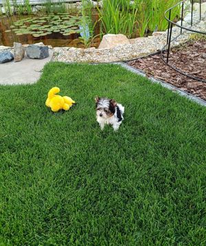 Biewer Yorkshire Terrier fajtatiszta, törzskönyves eladó