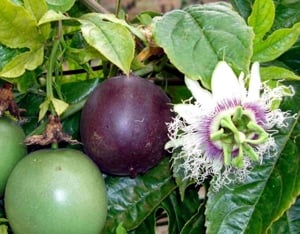 Golgota Maracuja Passiflora edulis palanta