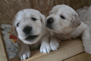 Golden retriever kiskutyák