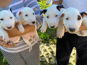 Miniatűr bullterrier