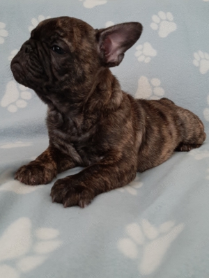 eladó francia bulldog brindle  - kép 5