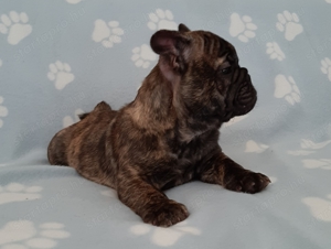 eladó francia bulldog brindle  - kép 2