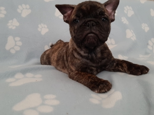 eladó francia bulldog brindle  - kép 6