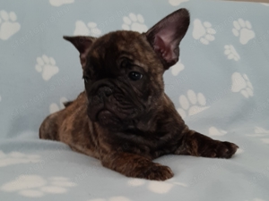 eladó francia bulldog brindle  - kép 3