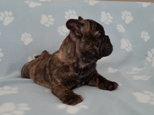 eladó francia bulldog brindle  - kép 4