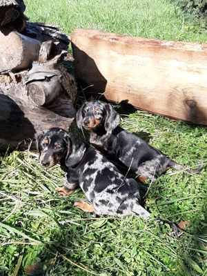 eladó törpe - standard tacskó fekete - cser , harlekin