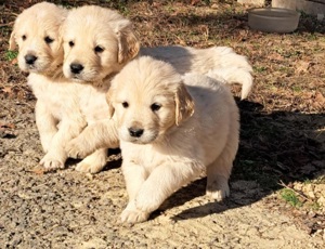 Golden Retriever kiskutyák 