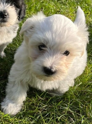 9 hetes havanese kiskutya