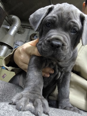 Cane Corso 6 hetes kiskutyák költöznének