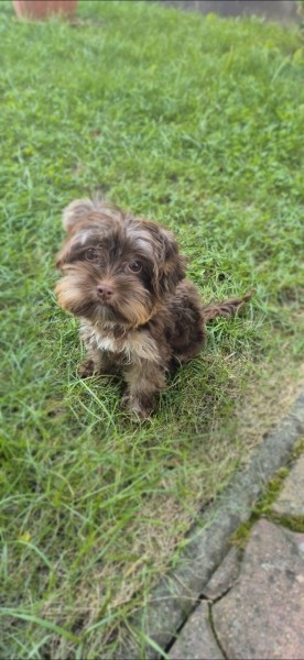 Yorki Yorkshire Terrier kislány 