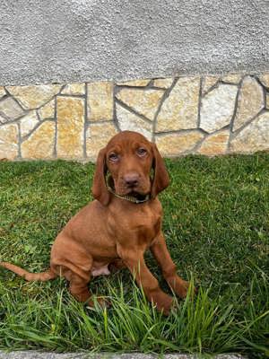 Magyar vizsla kölykök keresik szerető családjukat