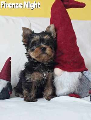 Yorkshire terrier