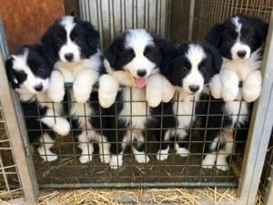 Border Collie fajta tiszta kölykök eladók