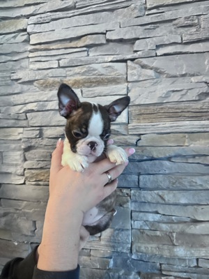 Boston terrier szuka,kan - kép 13