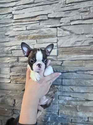 Boston terrier szuka,kan - kép 12