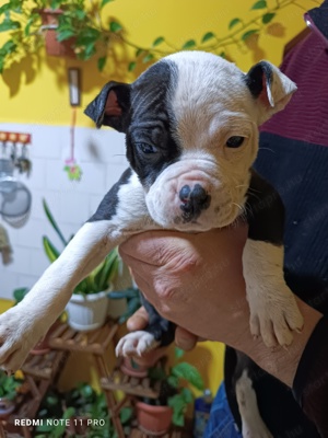 Amerikai staffordshire terrier kiskutyák  - kép 4