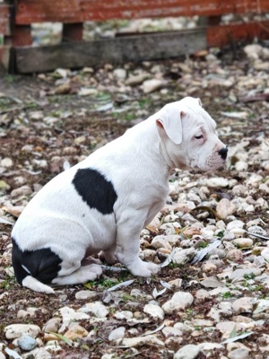 Staffordshire terrier kiskutyák 