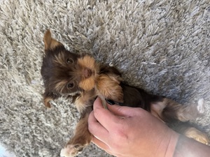 Fajtatiszta Mini Yorkshire Terrier törzskönyves felmenőktől! - kép 9