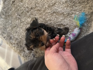 Fajtatiszta Mini Yorkshire Terrier törzskönyves felmenőktől! - kép 8