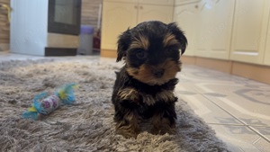 Fajtatiszta Mini Yorkshire Terrier törzskönyves felmenőktől! - kép 4