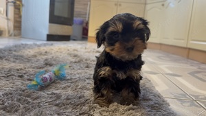 Fajtatiszta Mini Yorkshire Terrier törzskönyves felmenőktől! - kép 3