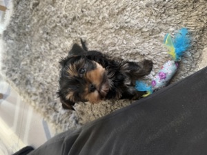 Fajtatiszta Mini Yorkshire Terrier törzskönyves felmenőktől! - kép 7