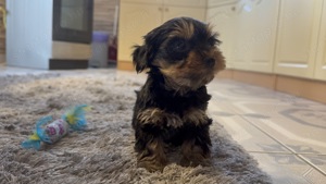 Fajtatiszta Mini Yorkshire Terrier törzskönyves felmenőktől! - kép 2