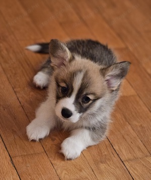 Pembroke Welsh Corgi Kölyökkutyák eladók - kép 6