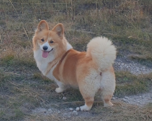 Pembroke Welsh Corgi Kölyökkutyák eladók - kép 2