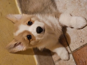 Pembroke Welsh Corgi Kölyökkutyák eladók - kép 5