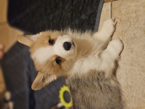 Pembroke Welsh Corgi Kölyökkutyák eladók - kép 7