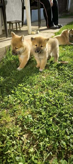 Ígéretes gyönyörű nagybundás Shiba-inu törzskönyvezett kiskutyák - kép 2