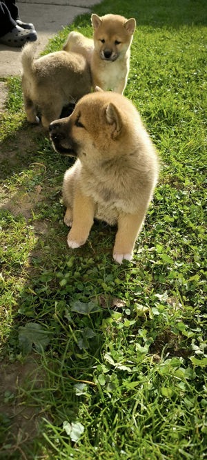 Ígéretes gyönyörű nagybundás Shiba-inu törzskönyvezett kiskutyák - kép 3