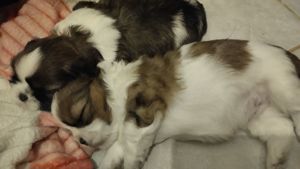 Shihtzu kan kiskutyák gazdikeresők