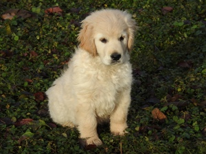 Törzskönyves golden retriever kan kiskutya eladó! :)