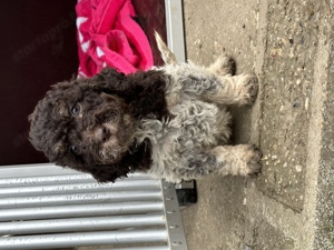 Lagotto romagnolo kislány - kép 2