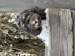 Lagotto romagnolo kislány - kép 3