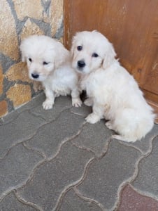 Golden retriever lányok. - kép 3