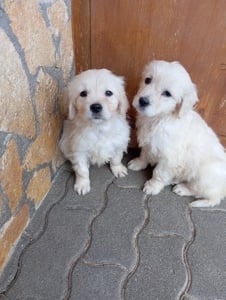 Golden retriever lányok.