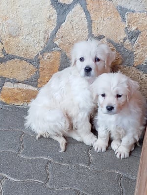 Golden retriever lányok. - kép 4