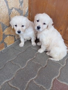 Golden retriever lányok. - kép 2