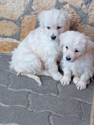 Golden retriever lányok. - kép 5