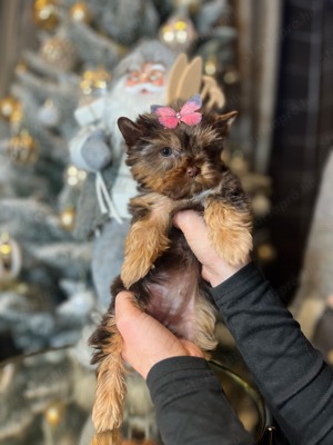 Yorkshire terrier  - kép 2