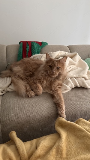 Maine coon cica  - kép 2